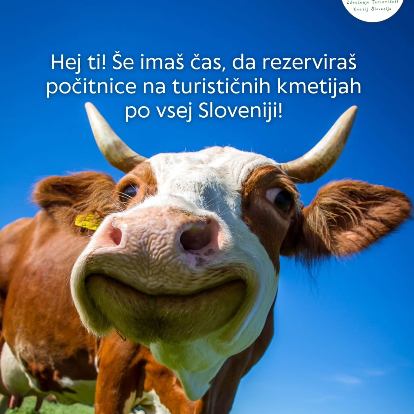 Jesenske počitnice so odlična priložnost za družinski pobeg na podeželje, kjer otroci raziskujejo naravo, družine pa skupaj ustvarjajo lepe spomine. 🏡🤎

Ne pozabite pravočasno rezervirati svojega oddiha na www.turisticnekmetije.si. 🐓 

#podezelje #kmetija #pocitnice